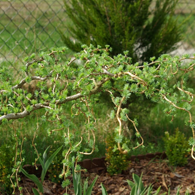 Фото 1. Лиственница кемпфера 