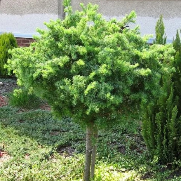 Фото 2. Лиственница кемпфера 