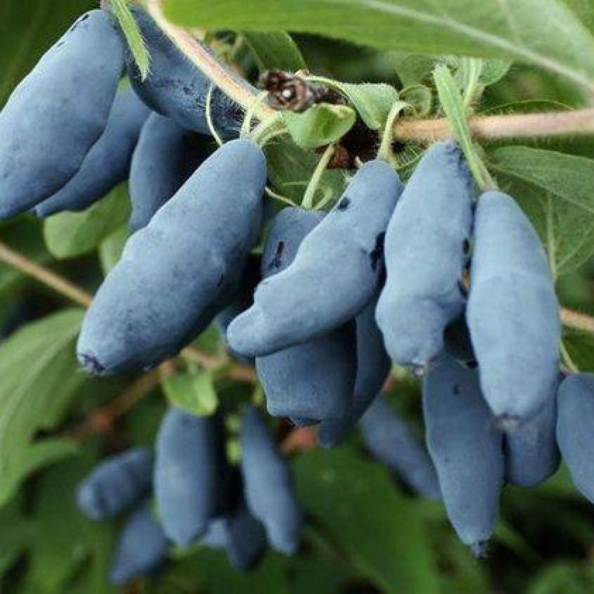 Жимолость «Бакчарский великан» в каталоге СЦ Корекозево