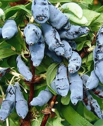 Жимолость «МОРЕНА» в каталоге СЦ Корекозево