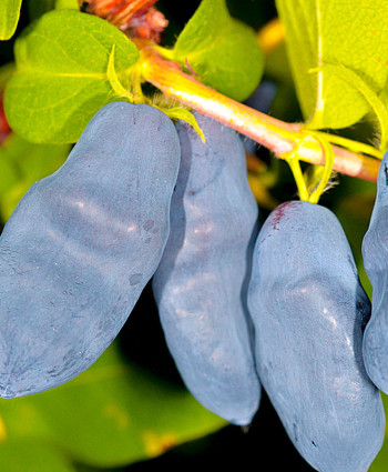 Жимолость «Сильгинка» в каталоге СЦ Корекозево