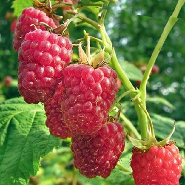 Фото 1. Малина «Глен Ампл» в каталоге СЦ Корекозево