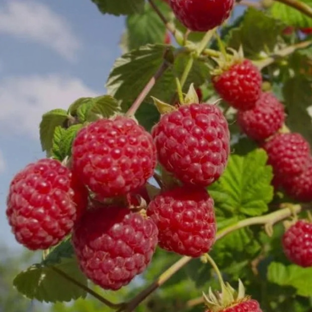Фото 2. Малина «Глен Ампл» в каталоге СЦ Корекозево