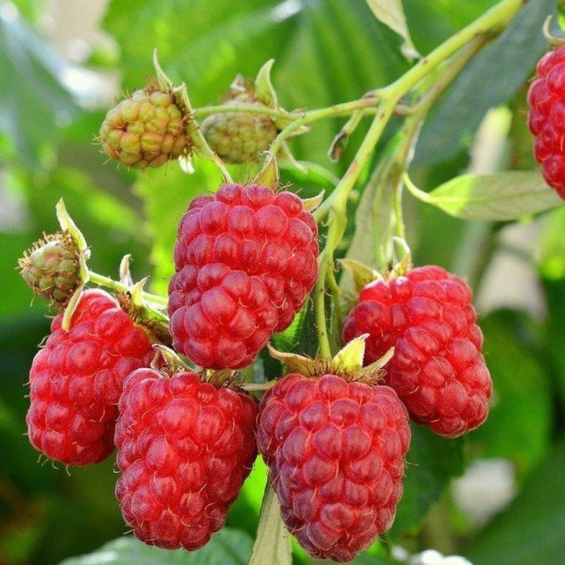 Фото 1. Малина «Красная Гвардия» в каталоге СЦ Корекозево