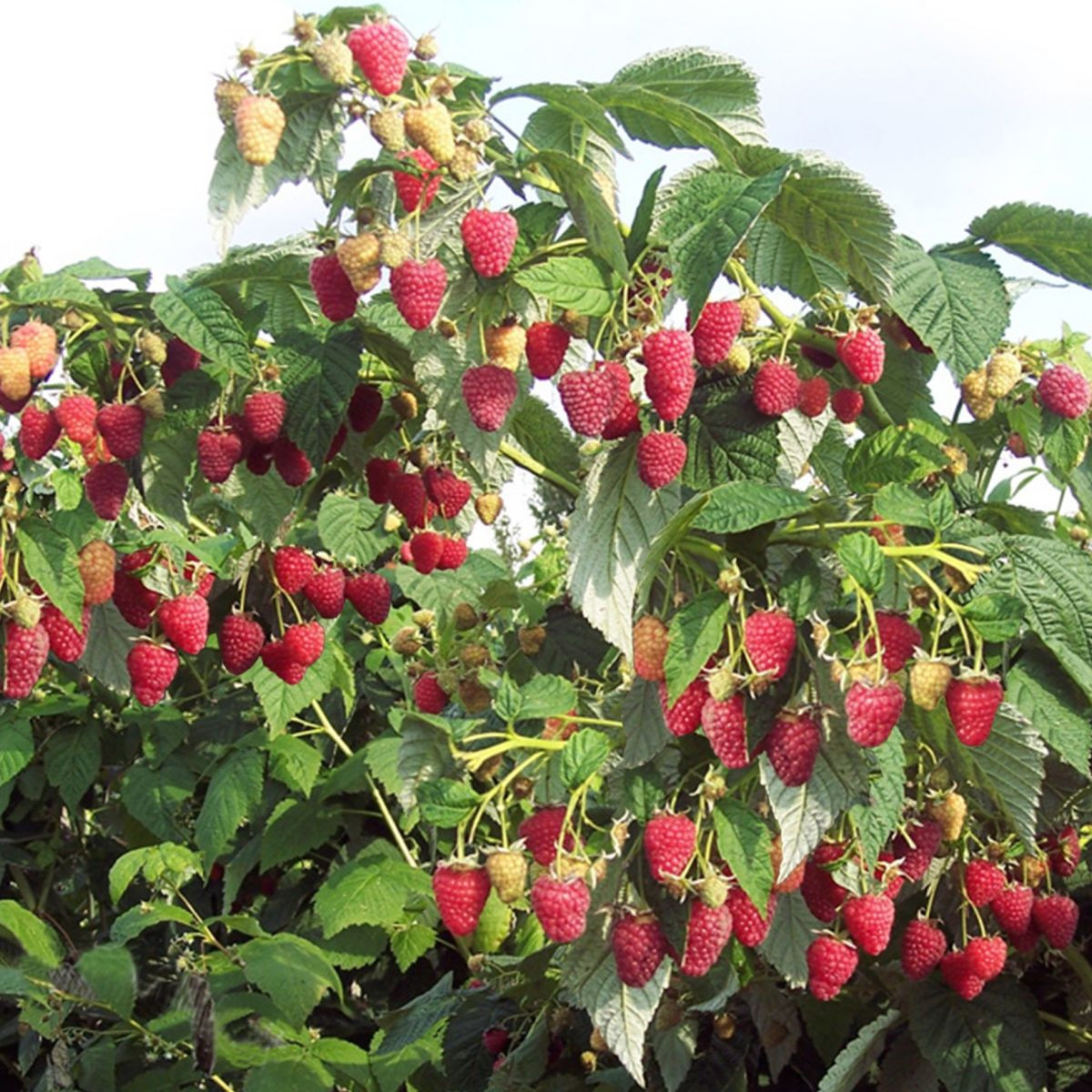 Малиновое дерево «Сказка» в каталоге СЦ Корекозево