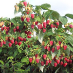 Миниатюра 1. Малиновое дерево «Сказка» в каталоге СЦ Корекозево