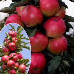 Миниатюра 1. Яблоня колоновидная «Арбат» в каталоге СЦ Корекозево