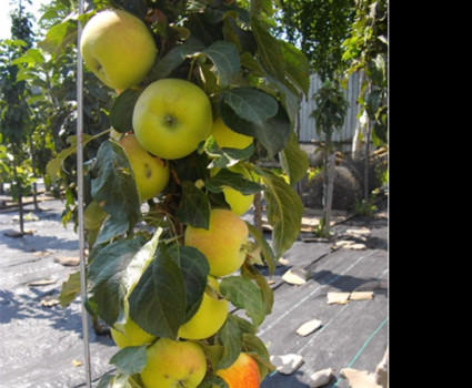 Яблоня колоновидная «Медок» в каталоге СЦ Корекозево