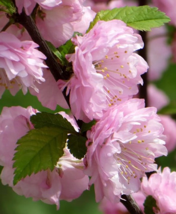 Миндаль трехлопастной Луизеания в каталоге СЦ Корекозево