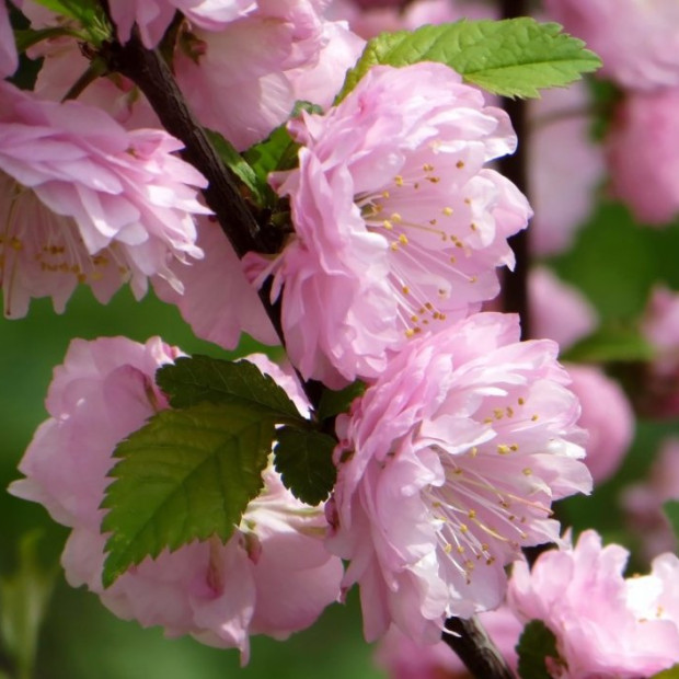 Фото 1. Миндаль трехлопастной 