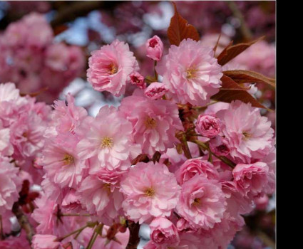 Миндаль трехлопастной Руслана в каталоге СЦ Корекозево