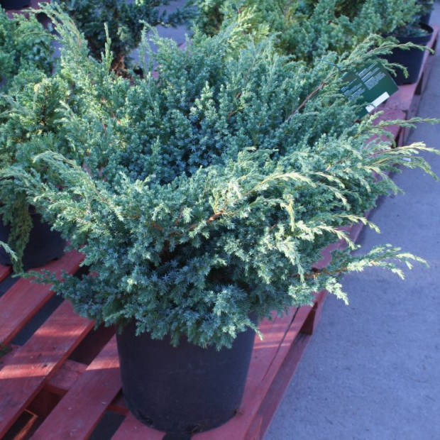 Фото 1. Можжевельник чешуйчатый 