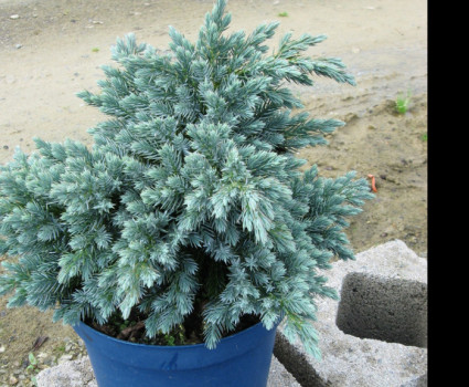 Можжевельник чешуйчатый Blue Star в каталоге СЦ Корекозево