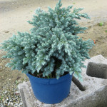 Миниатюра 1. Можжевельник чешуйчатый 