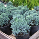 Миниатюра 3. Можжевельник чешуйчатый 