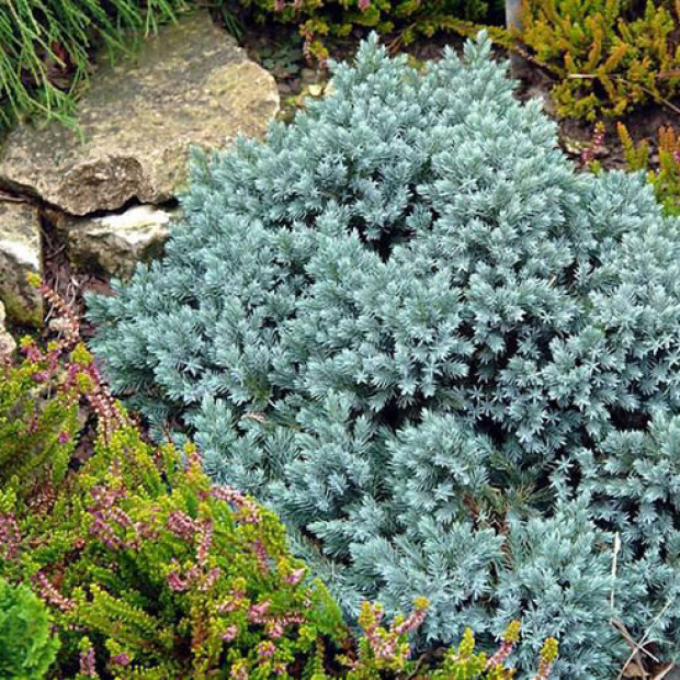 Фото 2. Можжевельник чешуйчатый 