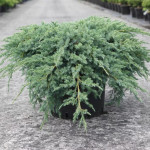 Миниатюра 1. Можжевельник чешуйчатый 