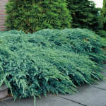 Миниатюра 2. Можжевельник чешуйчатый 