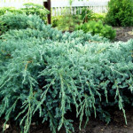 Миниатюра 3. Можжевельник чешуйчатый 