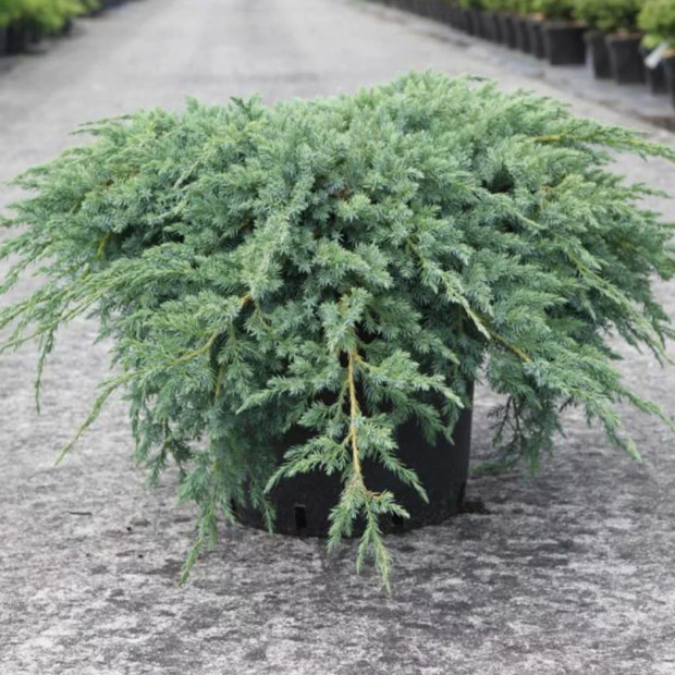 Фото 1. Можжевельник чешуйчатый 