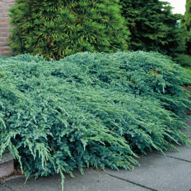 Фото 2. Можжевельник чешуйчатый 