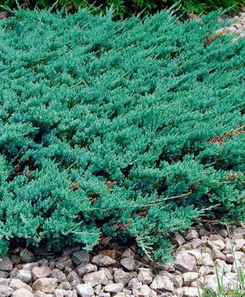 Можжевельник горизонтальный Blue Chip в каталоге СЦ Корекозево