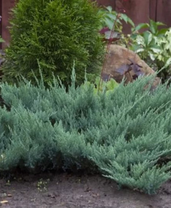 Можжевельник горизонтальный Blue Chip в каталоге СЦ Корекозево