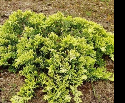 Можжевельник горизонтальный Golden Carpet в каталоге СЦ Корекозево