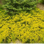 Миниатюра 4. Можжевельник горизонтальный 