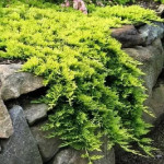 Миниатюра 2. Можжевельник горизонтальный 