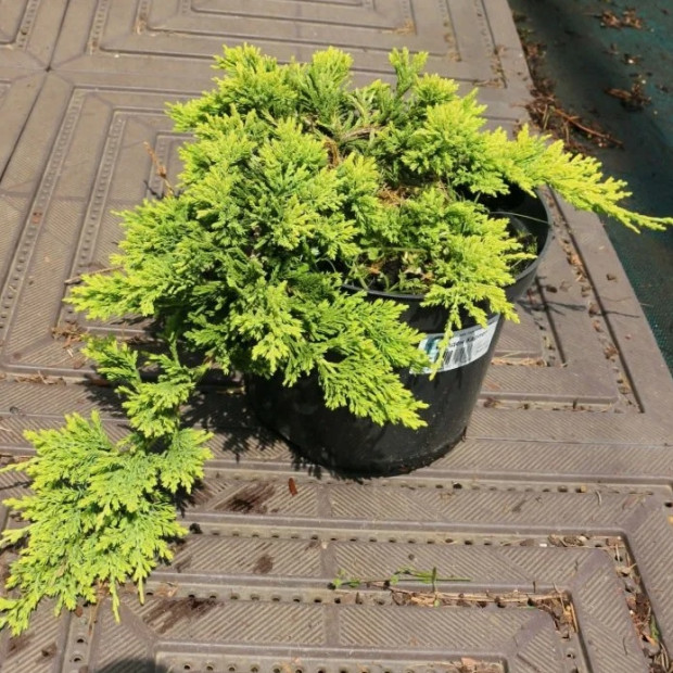 Фото 3. Можжевельник горизонтальный 