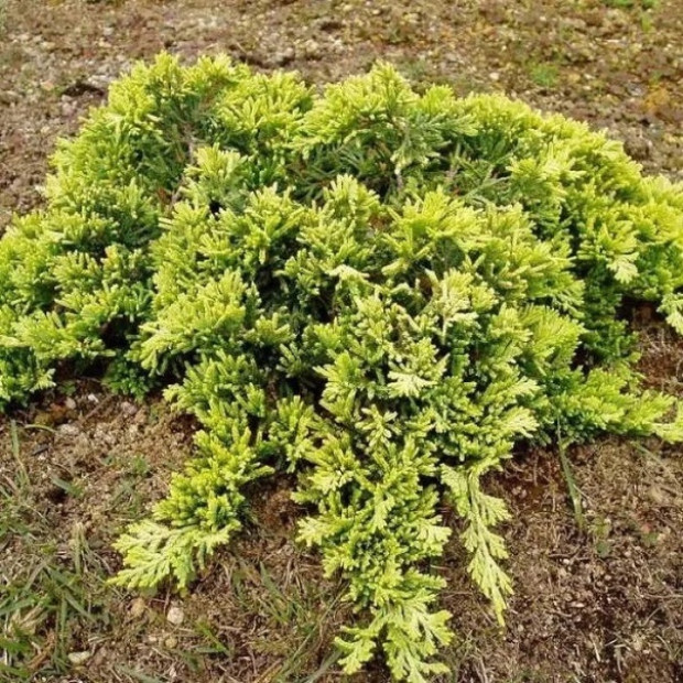 Фото 1. Можжевельник горизонтальный 