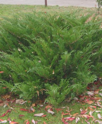 Можжевельник казацкий в каталоге СЦ Корекозево