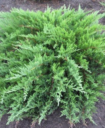 Можжевельник казацкий в каталоге СЦ Корекозево