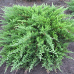 Миниатюра 1. Можжевельник казацкий в каталоге СЦ Корекозево