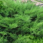 Миниатюра 4. Можжевельник казацкий в каталоге СЦ Корекозево