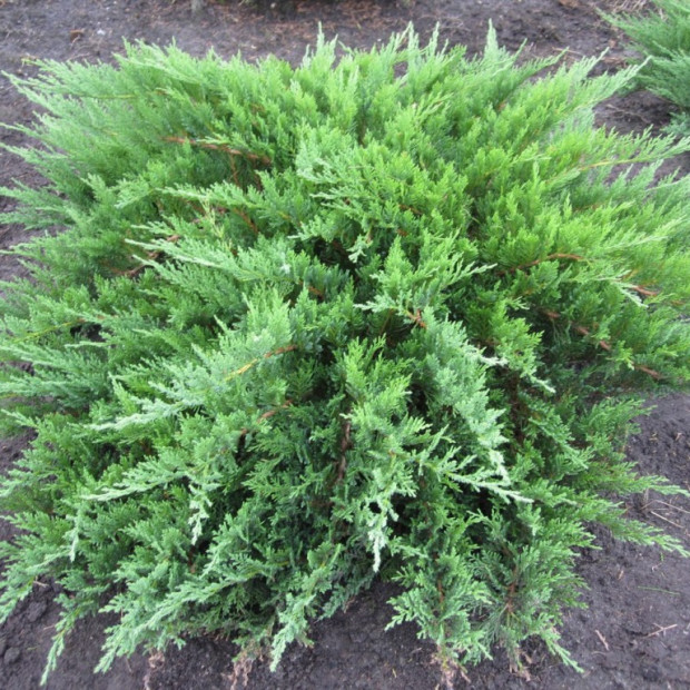 Фото 1. Можжевельник казацкий в каталоге СЦ Корекозево