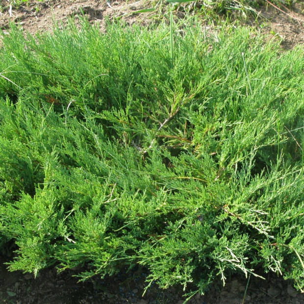 Фото 3. Можжевельник казацкий в каталоге СЦ Корекозево
