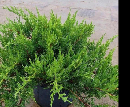 Можжевельник казацкий Tamariscifolia в каталоге СЦ Корекозево