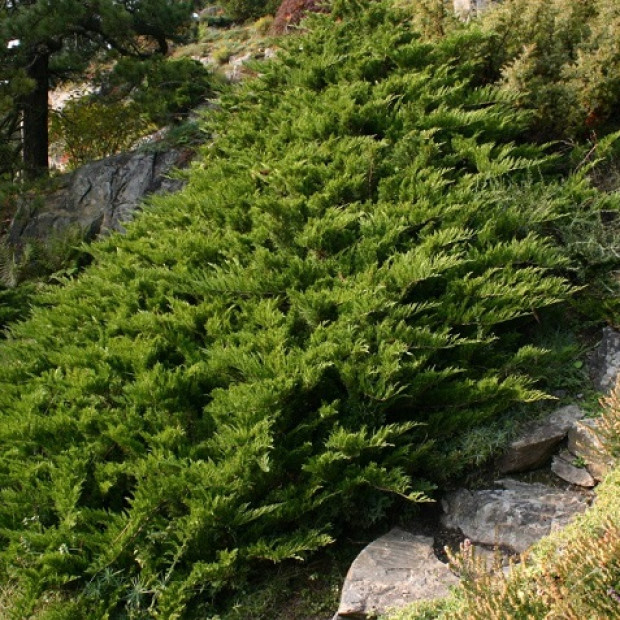 Фото 4. Можжевельник казацкий 