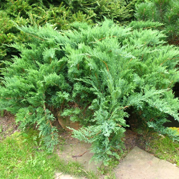 Фото 2. Можжевельник казацкий 