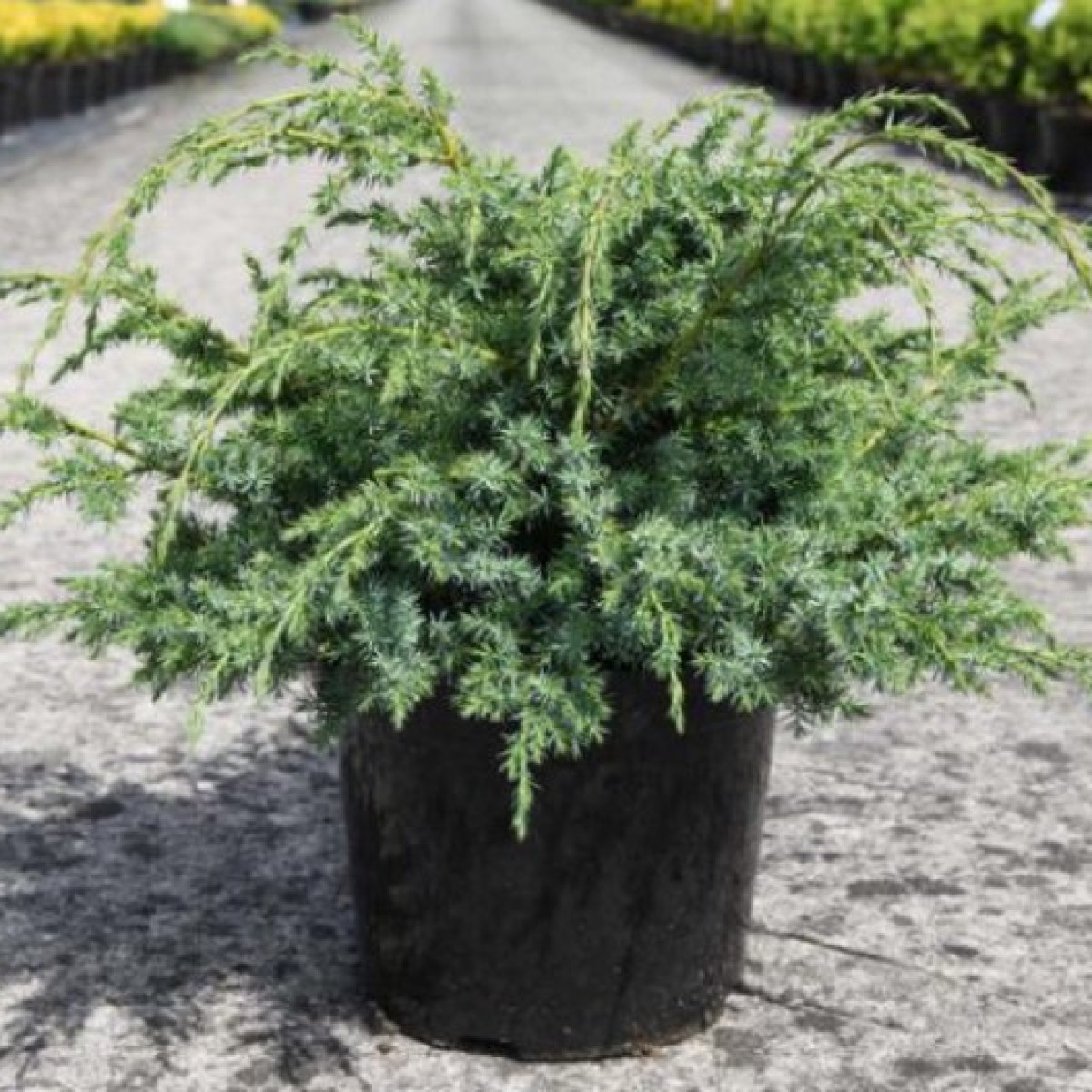 Можжевельник китайский Blue Alps в каталоге СЦ Корекозево