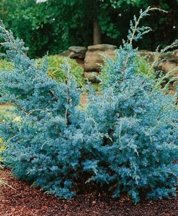 Можжевельник китайский Blue Alps в каталоге СЦ Корекозево