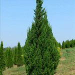 Миниатюра 1. Можжевельник китайский 