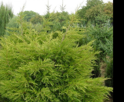 Можжевельник китайский Kuriwao Gold в каталоге СЦ Корекозево