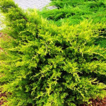 Миниатюра 1. Можжевельник китайский 