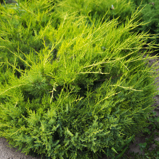 Фото 4. Можжевельник китайский 