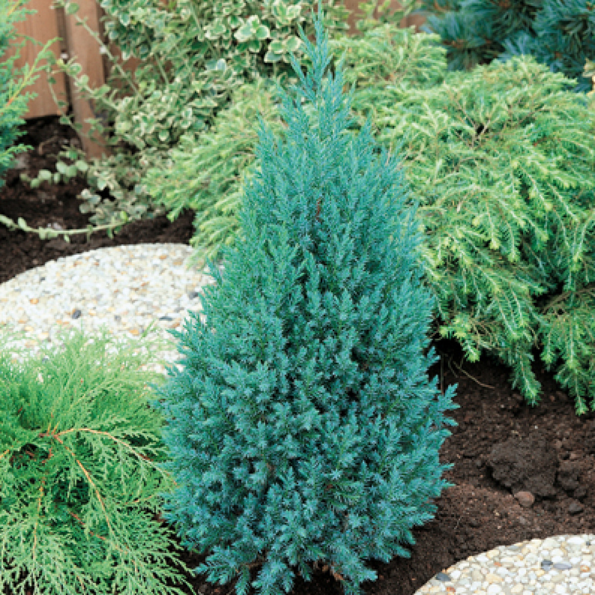 Можжевельник китайский Stricta в каталоге СЦ Корекозево