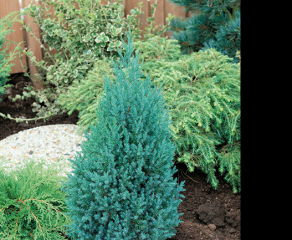 Можжевельник китайский Stricta в каталоге СЦ Корекозево