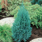 Миниатюра 2. Можжевельник китайский 